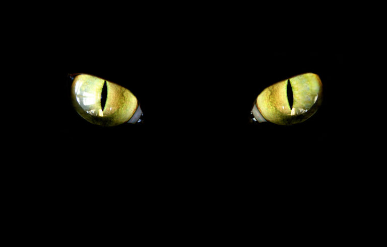 Cat-Eyes