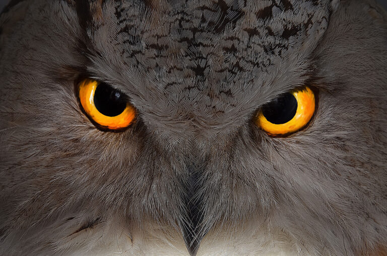 Owl-Eyes